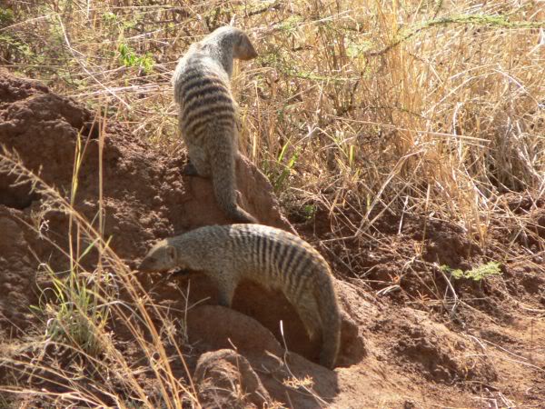 banded mongoose