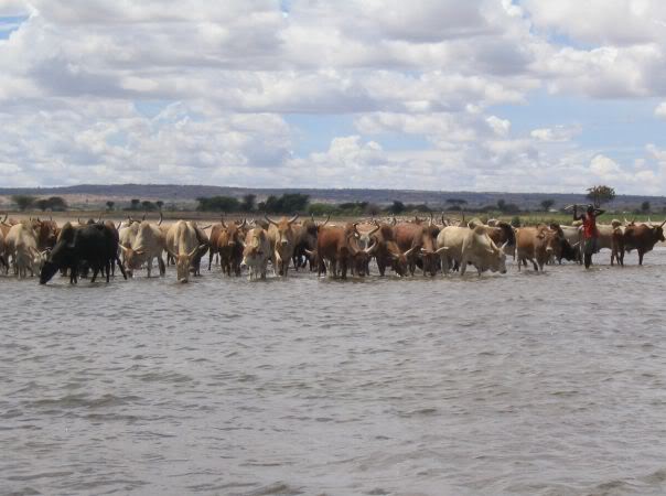 cattle