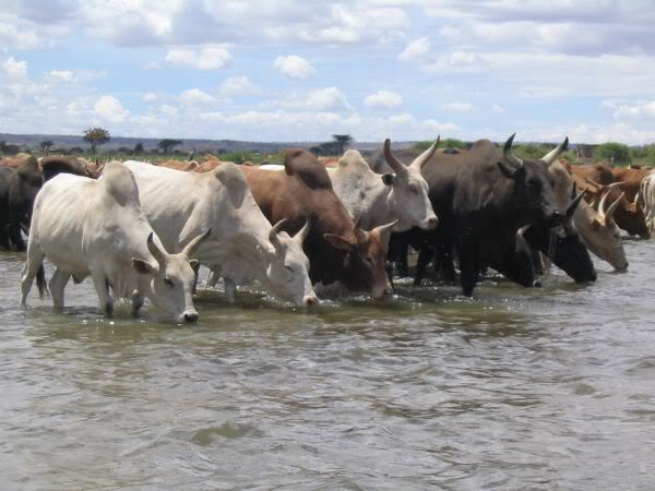 cattle