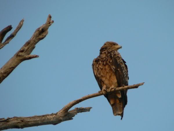 tawny eagle