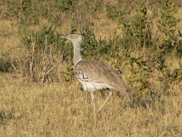 kori bustard