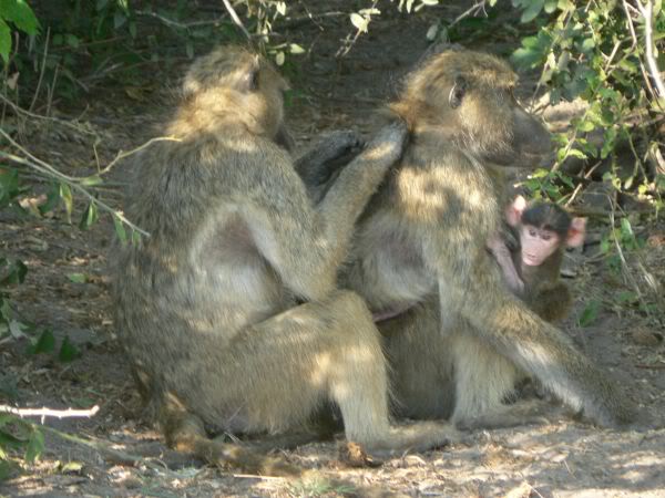 baboons