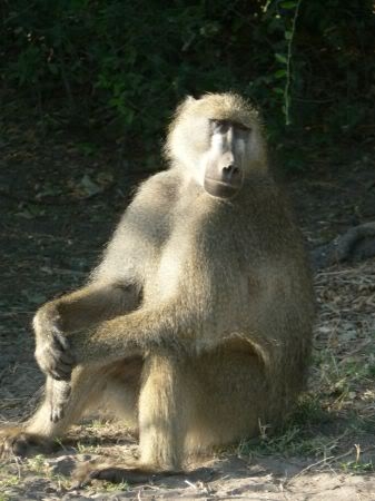 baboon