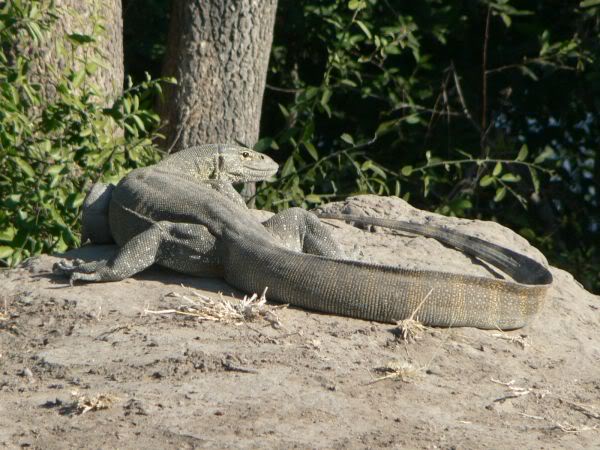 water monitor