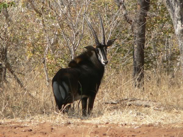 sable antelope