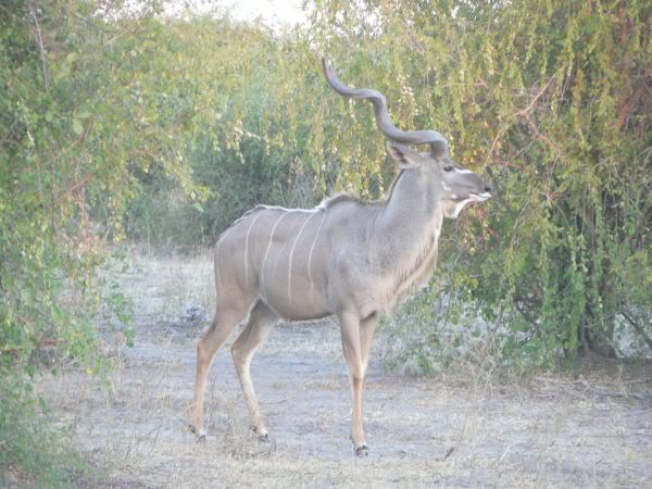 kudu