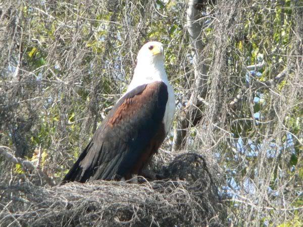 african fish eagle