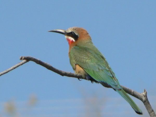 white-fronted bee-eater