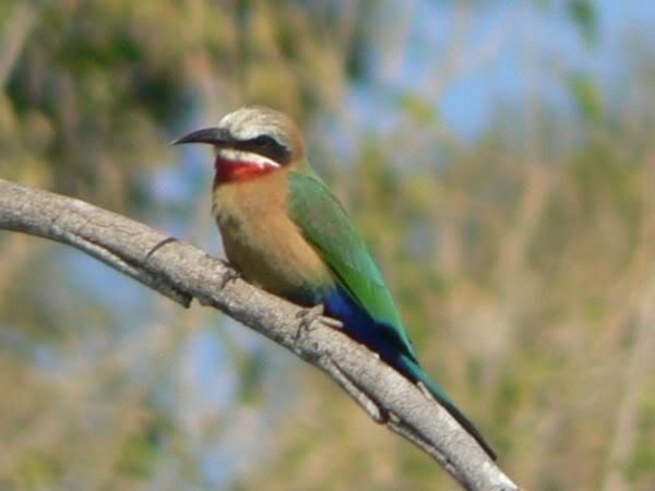 white-fronted bee-eater