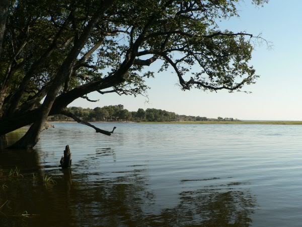 chobe river