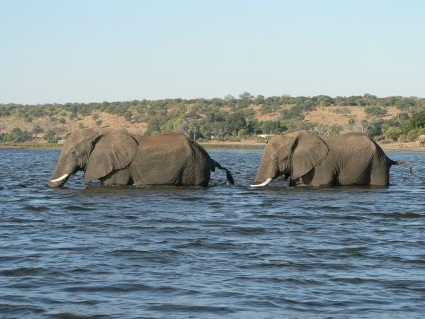 elephant swimming