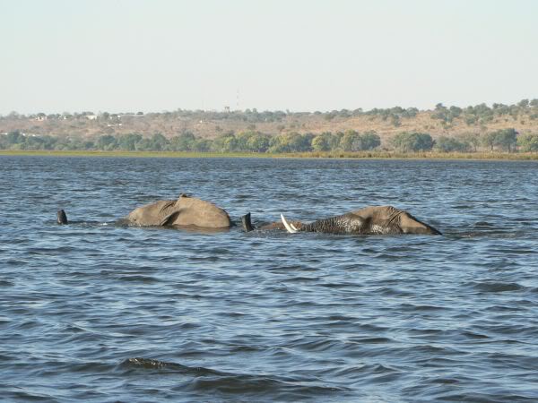 elephant swimming