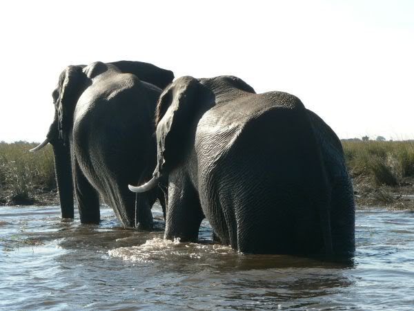 elephant swimming