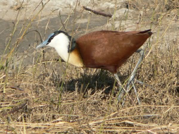 african jacana
