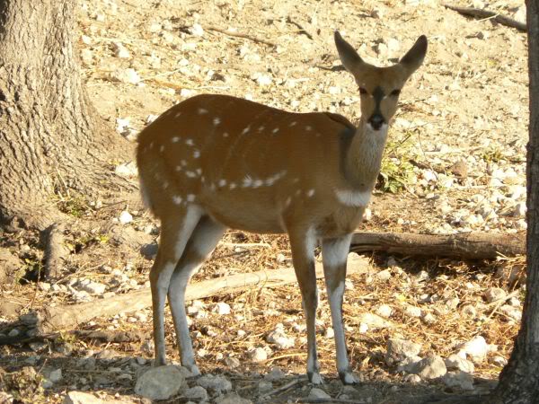 bushbuck