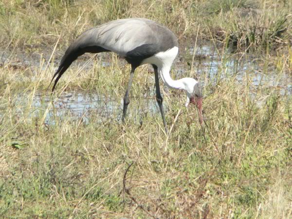 wattled crane