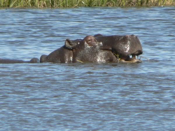 hippo