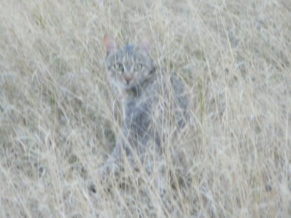african wild cat