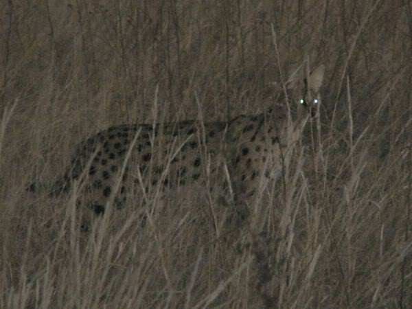 serval