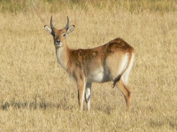 red lechwe