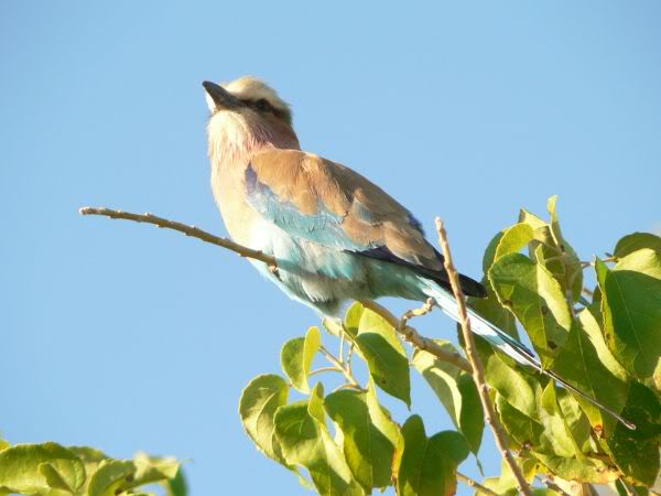 lilac breasted roller