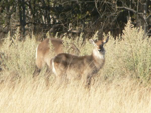 waterbuck