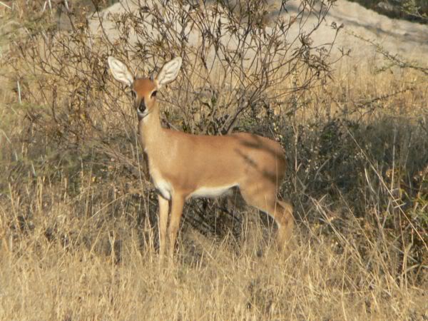 steenbok