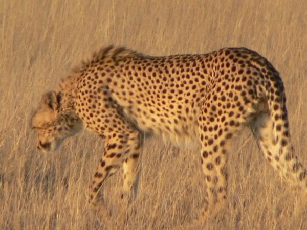 cheetah