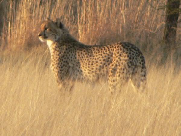 cheetah