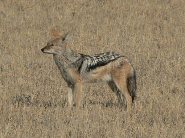 black-backed jackal