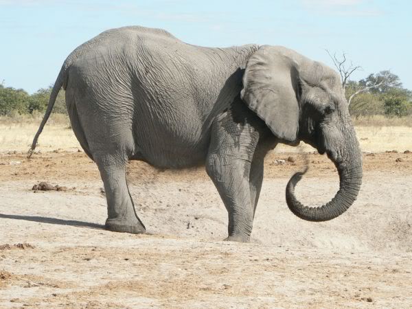 elephant