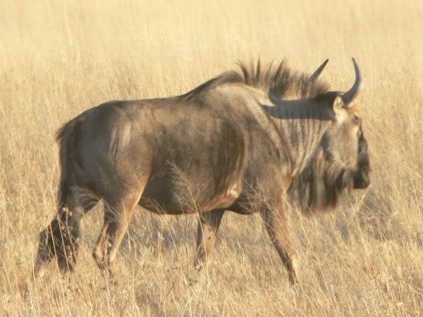 wildebeest
