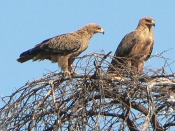 tawny eagles