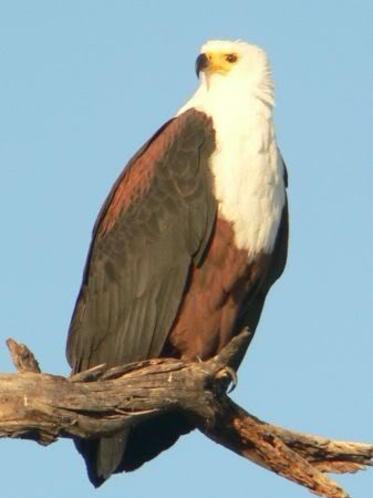 african fish eagle