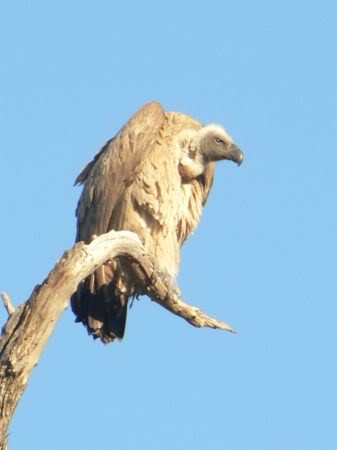 white backed vulture