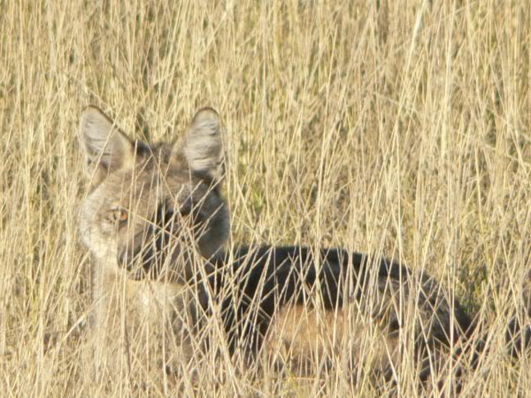 side-striped jackal