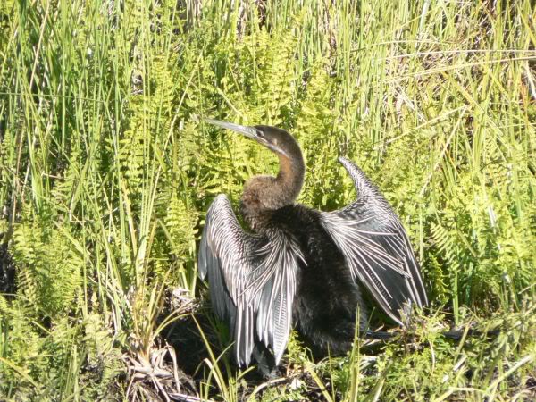african darter