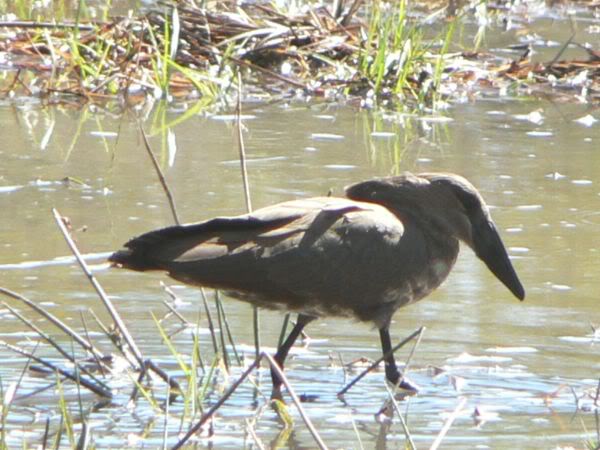 hammerkop