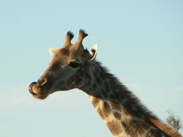 giraffe