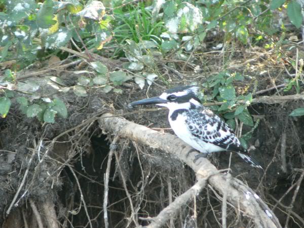 pied kingfisher