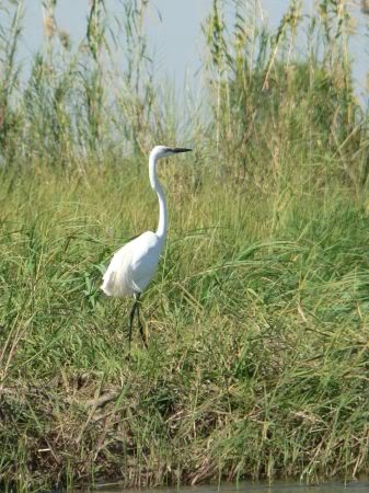 great white egret