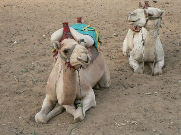 camels