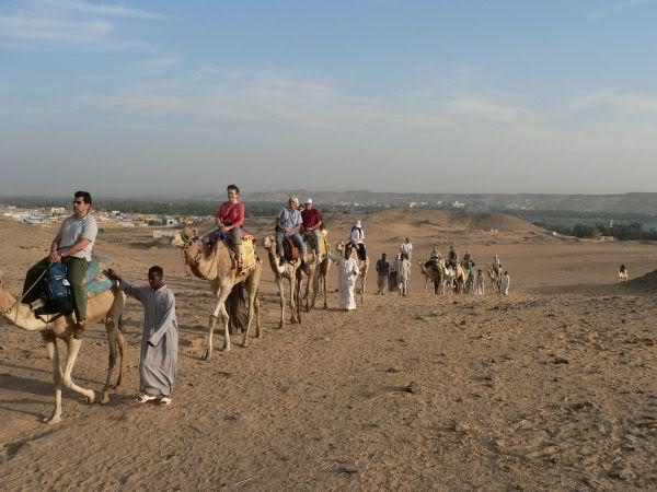 camels