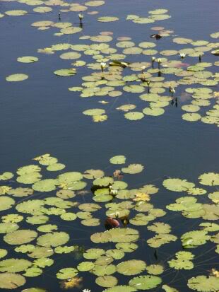 Waterlilies