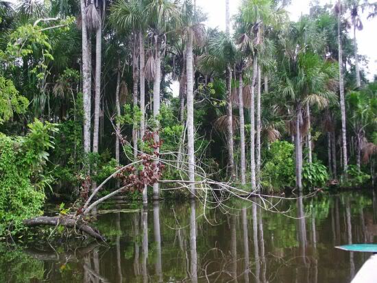 Jungle