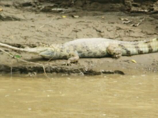 Caiman