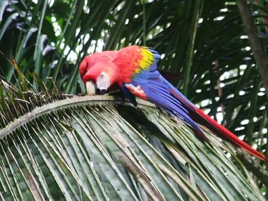 Macaw