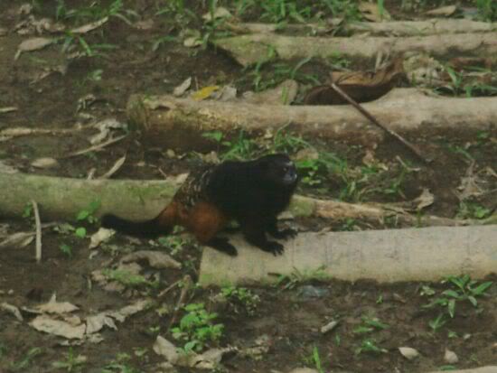 Tamarin