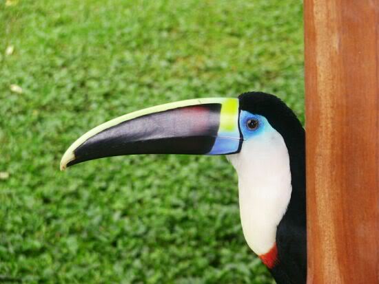 Toucan