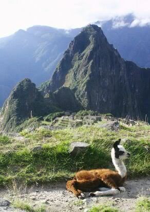 Llama
